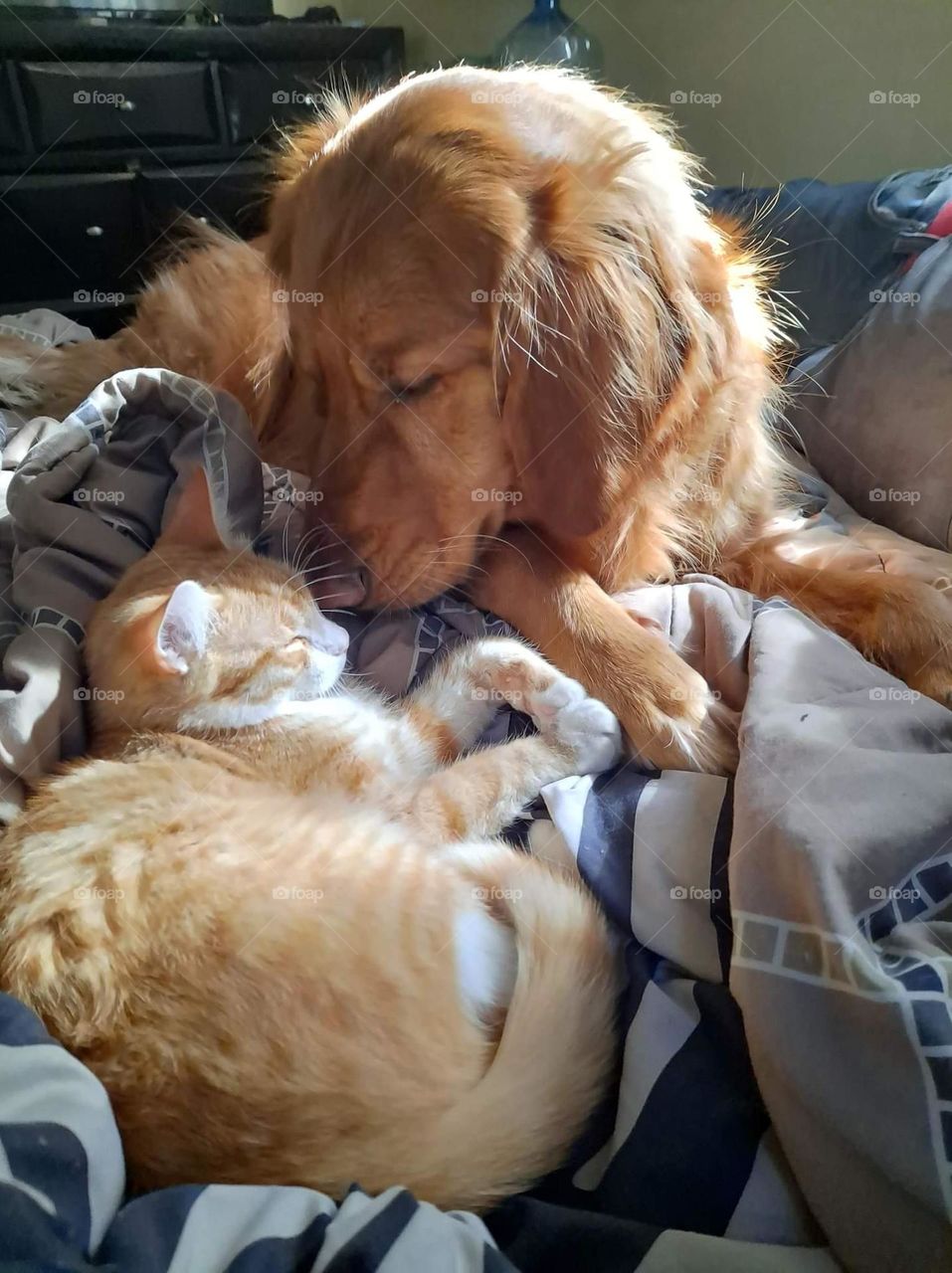 dog and kitten napping