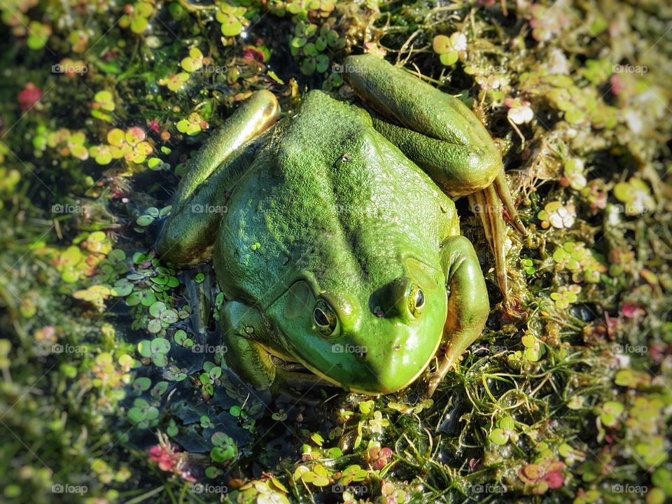 Wrebbit  a frog Boucherville Québec 