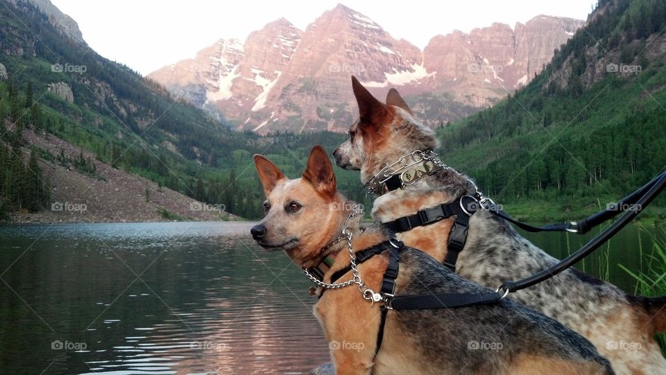 Beautiful View. Sasha and Bella enjoying the view at Maroon Bells