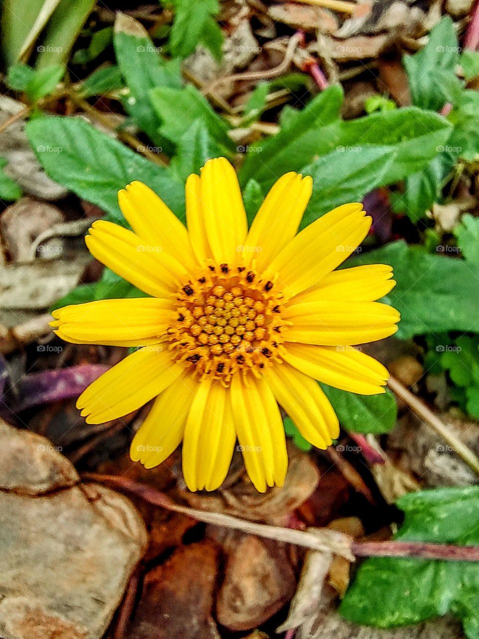 Indaiatuba Ecological Park