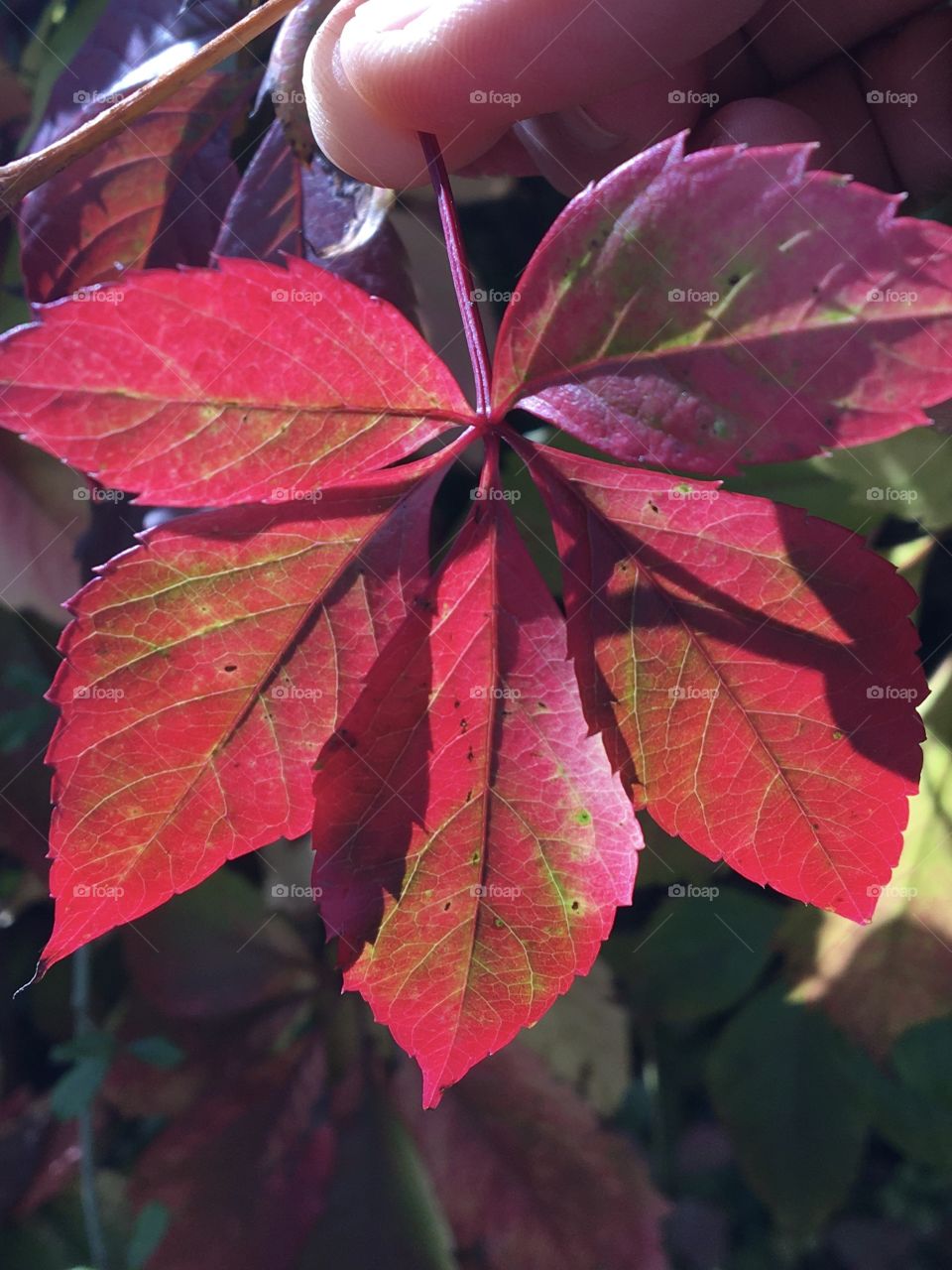 Portrait of a leaf in autumn