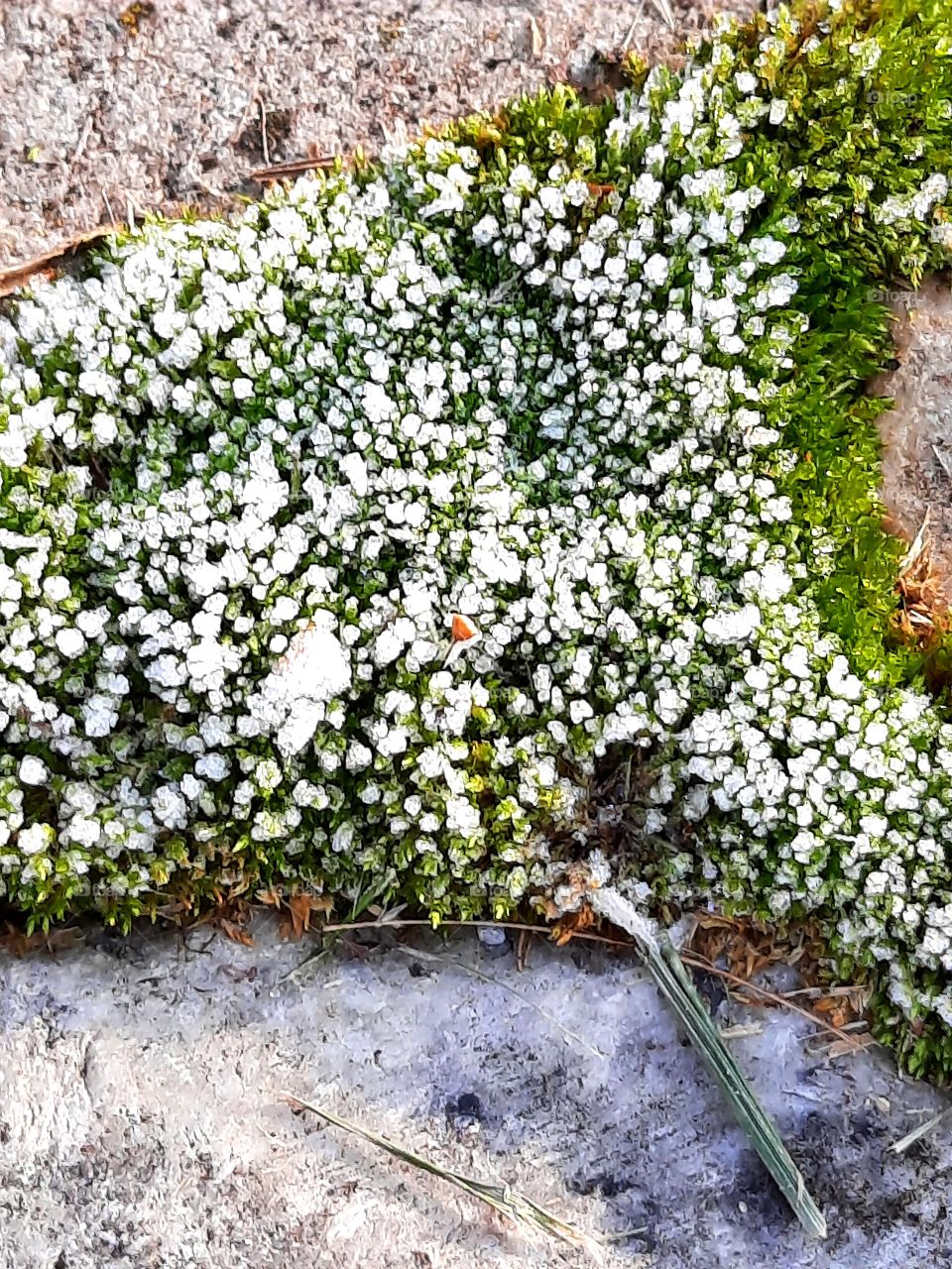 winter garden - close-up of frost crystals on moss between stone pavement