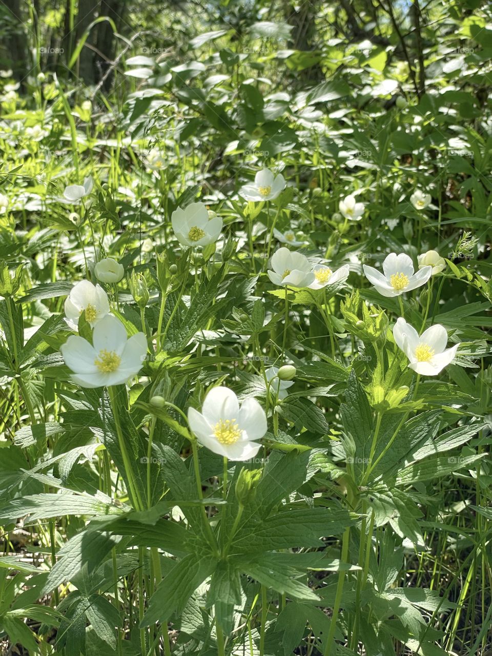 Wildflowers 