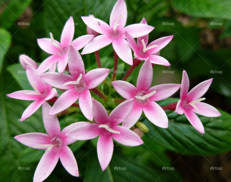 Little pink flowers