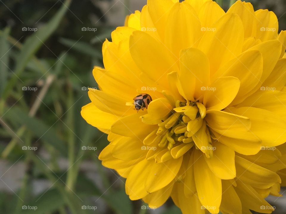 The ladybug and yellow flower