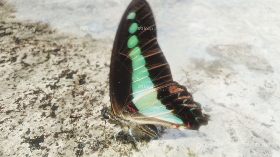 A beautiful Tosca green butterfly perched on a wet terrace.