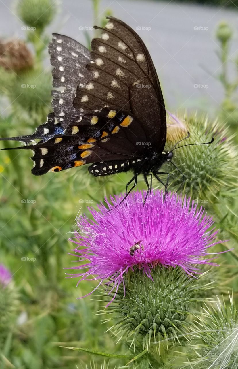 Nature, Butterfly, Summer, Flower, No Person