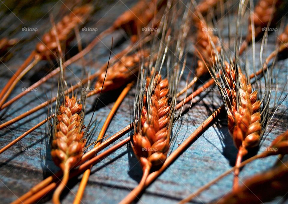 Orange color wheat grain