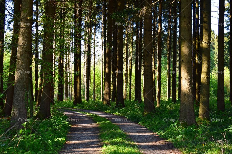 Road through the forest on a sunny summer day in Austria