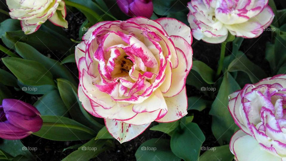 Romantic Rose, Version #2, Spring Tulip Festival, Mount Vernon, Fidalgo Island, Washington, USA