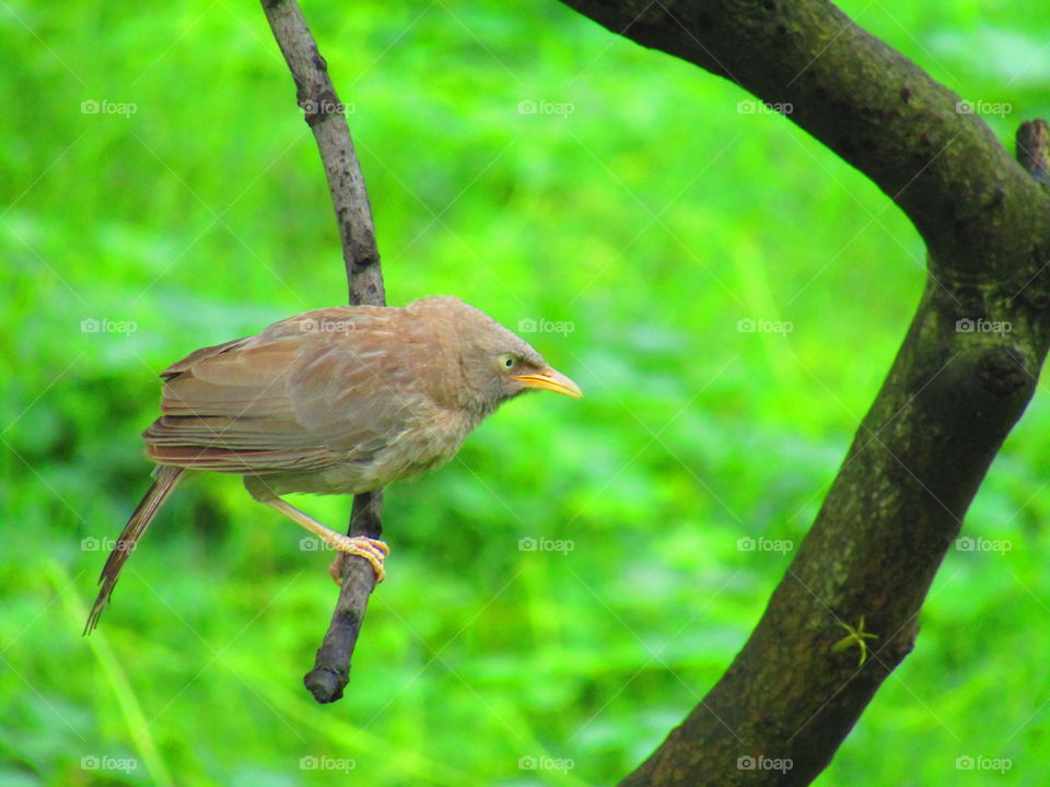 jungle babbler  bird or (Turdoides striata) or seven sisters or angry bird