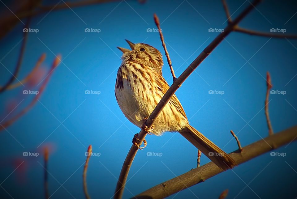 Bird Song. Bird Song