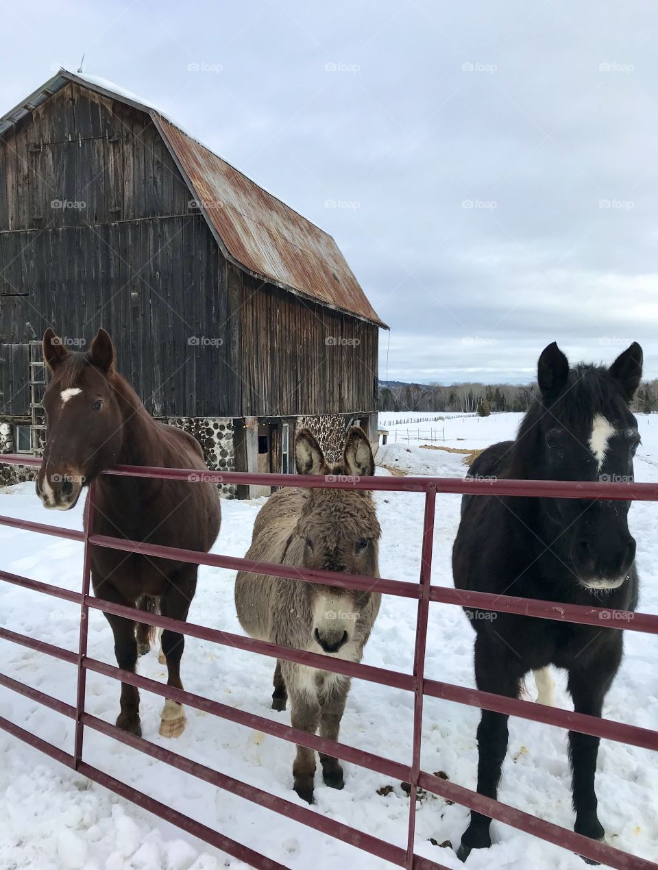 Two horses and a donkey on a farm