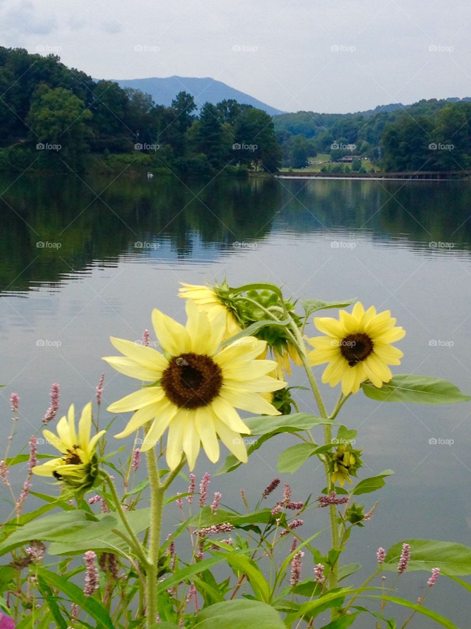 Beauty near and far. Flowers around the lake