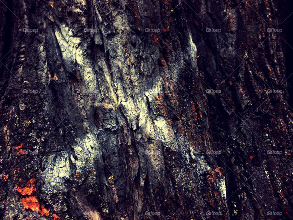 dark trees forest park by -30-