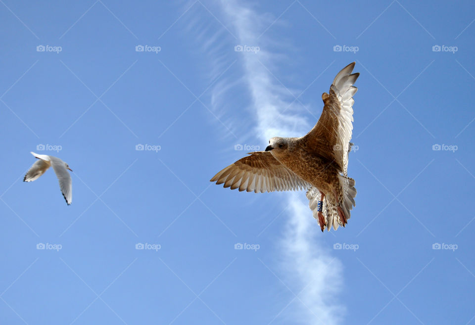 Bird, Flight, Seagulls, Wildlife, Nature