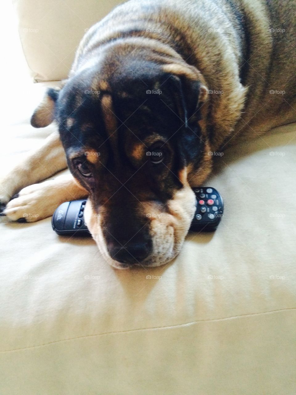 Dog has remote