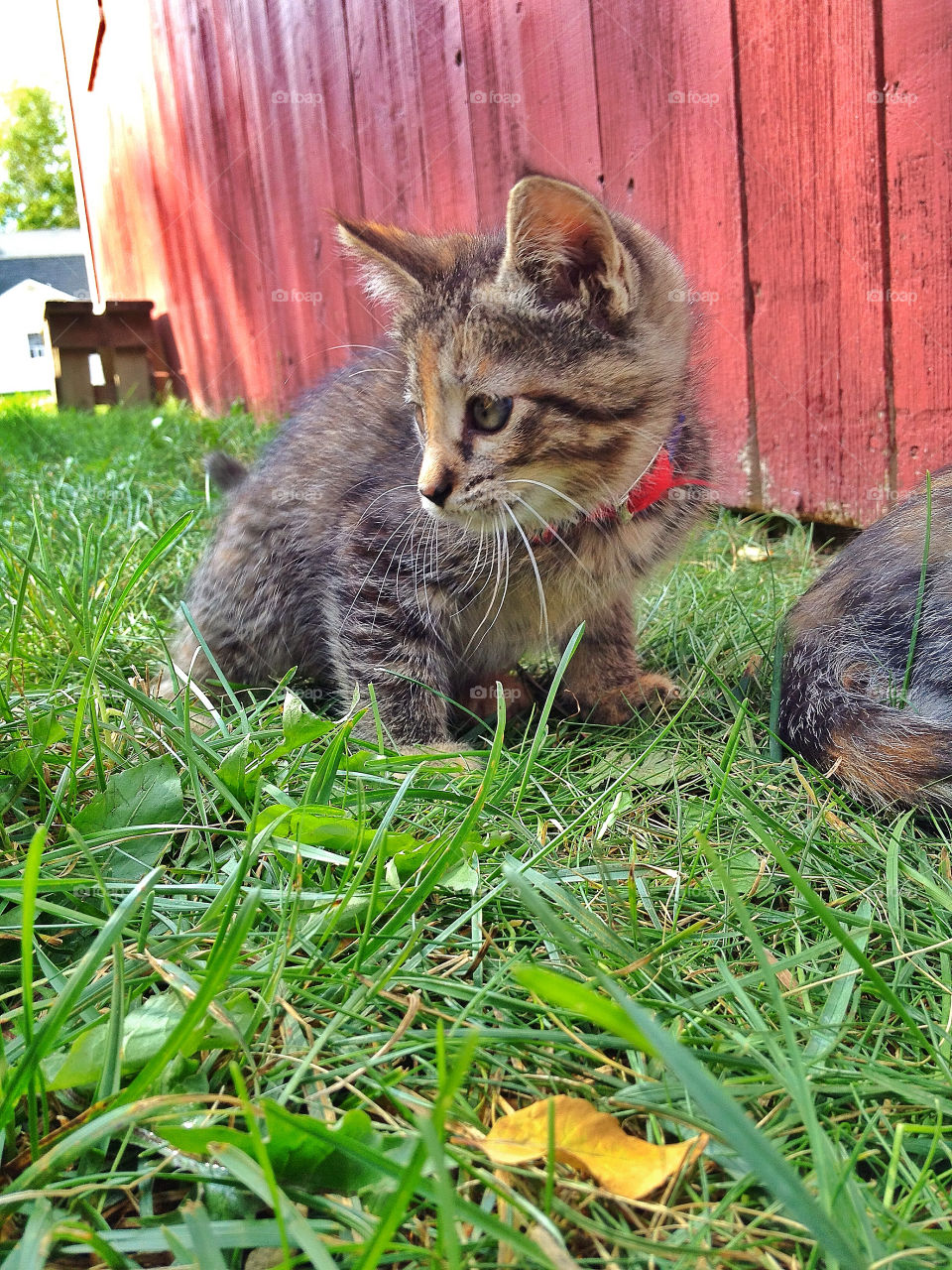 sky green field pretty by somebeach