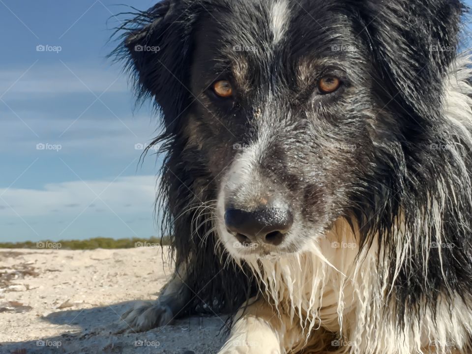 Border collie sheepdog Australian on beach, with winter main, wet fur, closeup head and mane