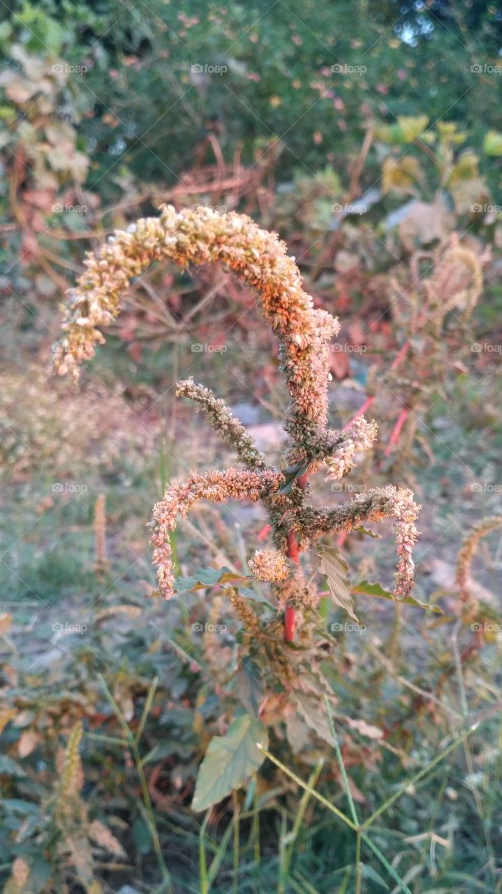 unknown plant