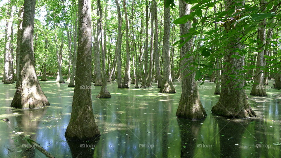 Swamp on Natchez Trace