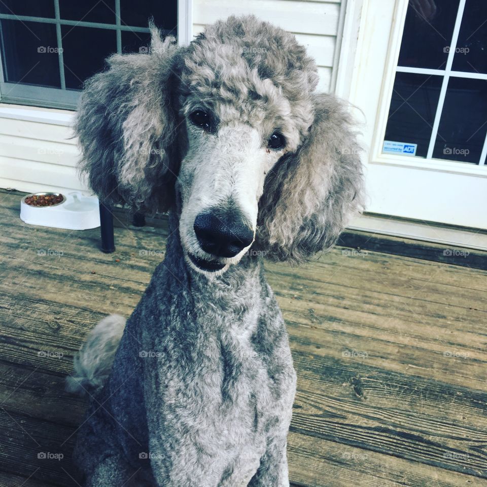 Pierre the standard poodle 