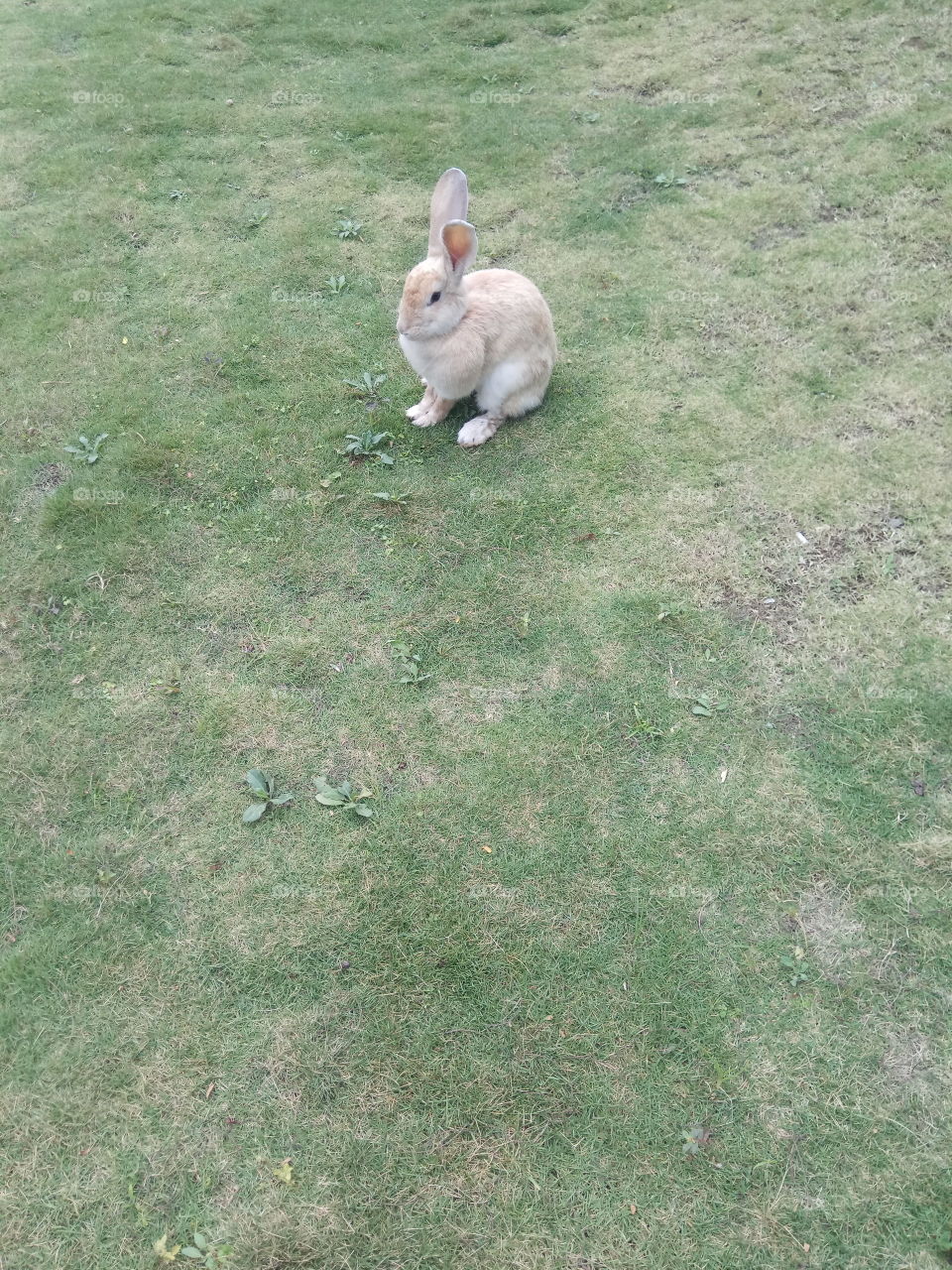 the beautiful rabbit