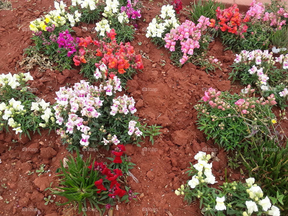 Blooming flowers at the park.