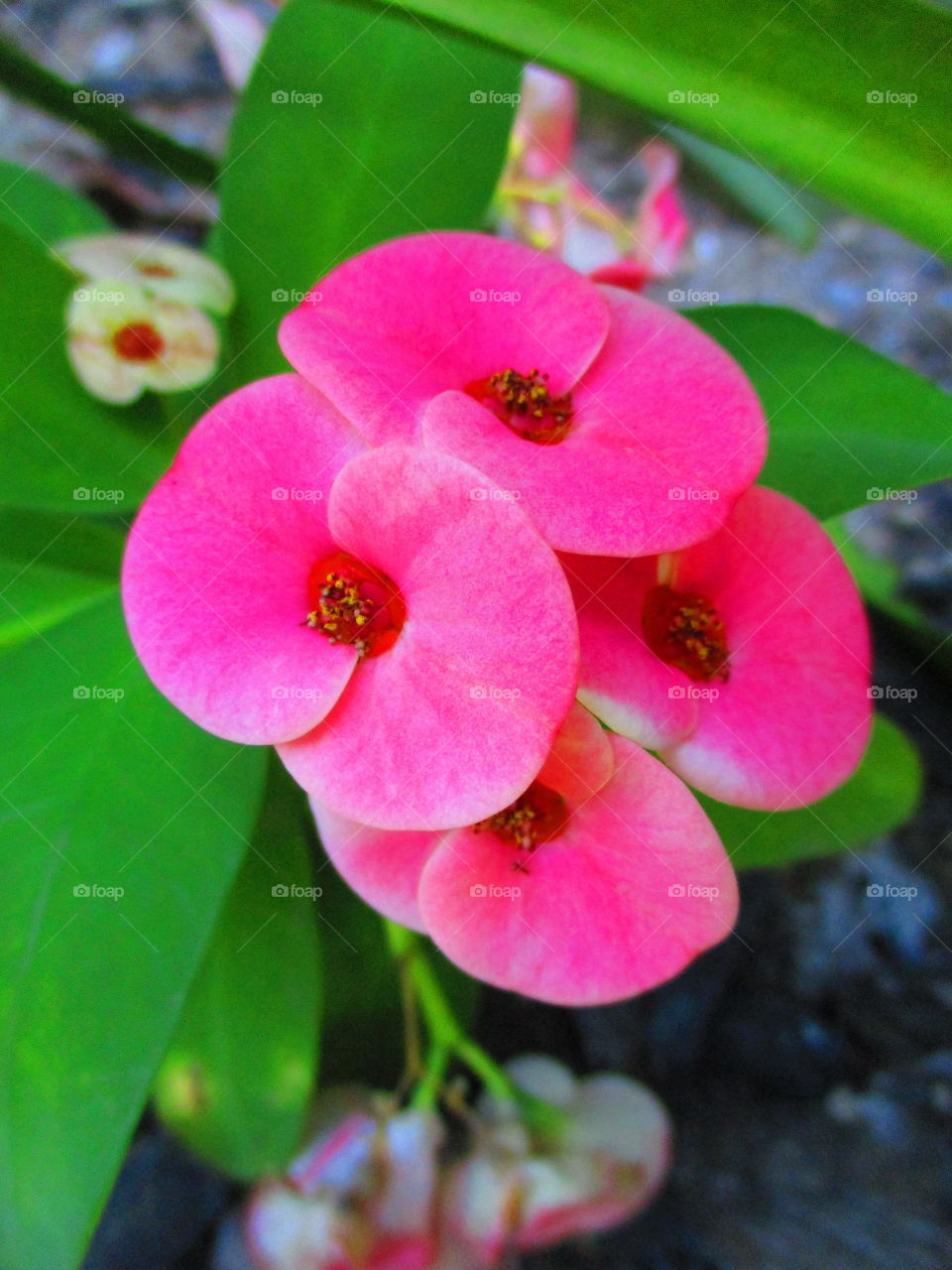 pink flower