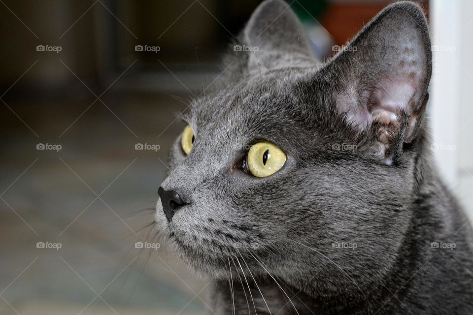 russian blue cat close up beautiful portrait