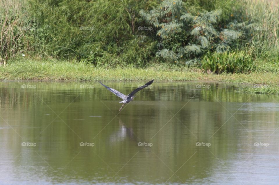 Water, Bird, Nature, No Person, Lake