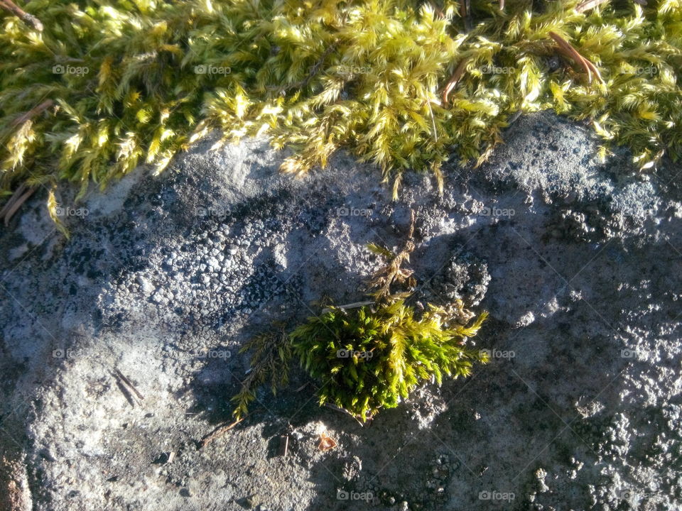 Rock and mossy. Mossy covered rock