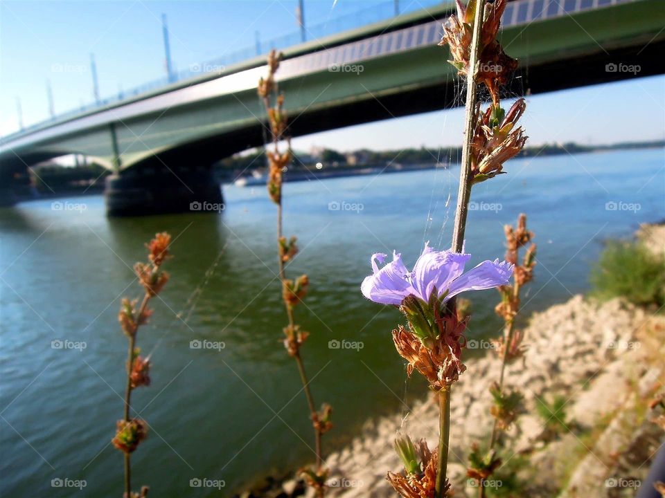 Blume an der Brücke