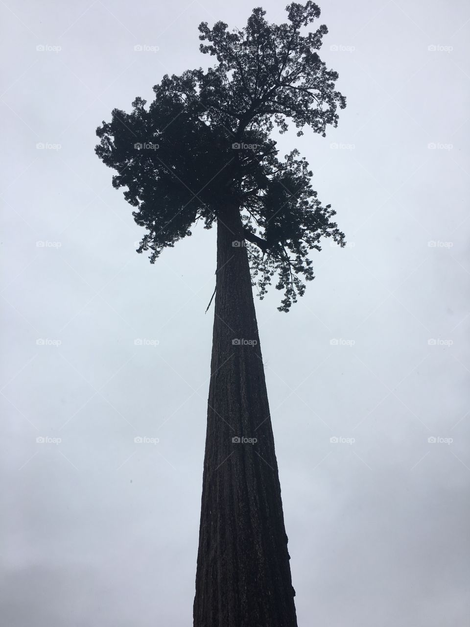 Big Lonely Doug is a gargantuan, old-growth Douglas-fir tree standing alone in a recent logging clearcut near Port Renfrew.  Lonely Doug is a tree with a trunk as wide as a living room and stands taller than a downtown skyscraper.  Doug’s total size comes in just behind the current champion Douglas-fir, the Red Creek Fir, the world’s largest, which grows just one valley over.