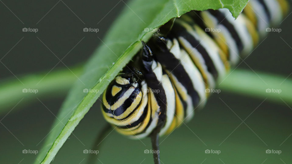 caterpillar