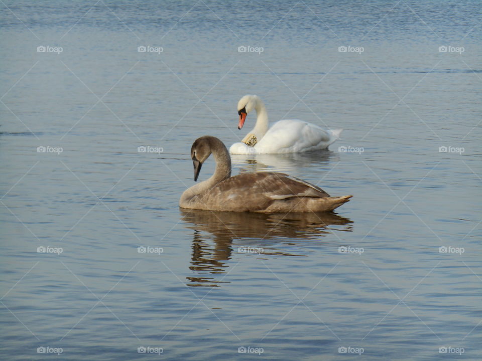 Bird, Water, Swan, Lake, Duck