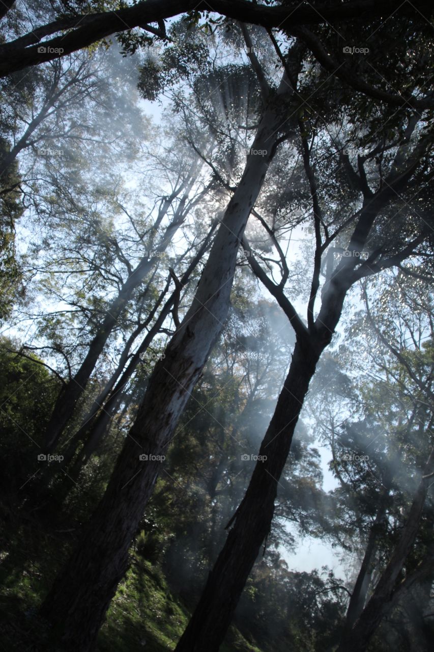 Smokey trees
