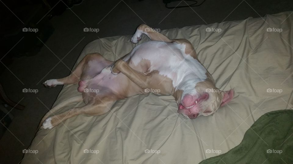 Pitbull Sleeping. He's really comfortable