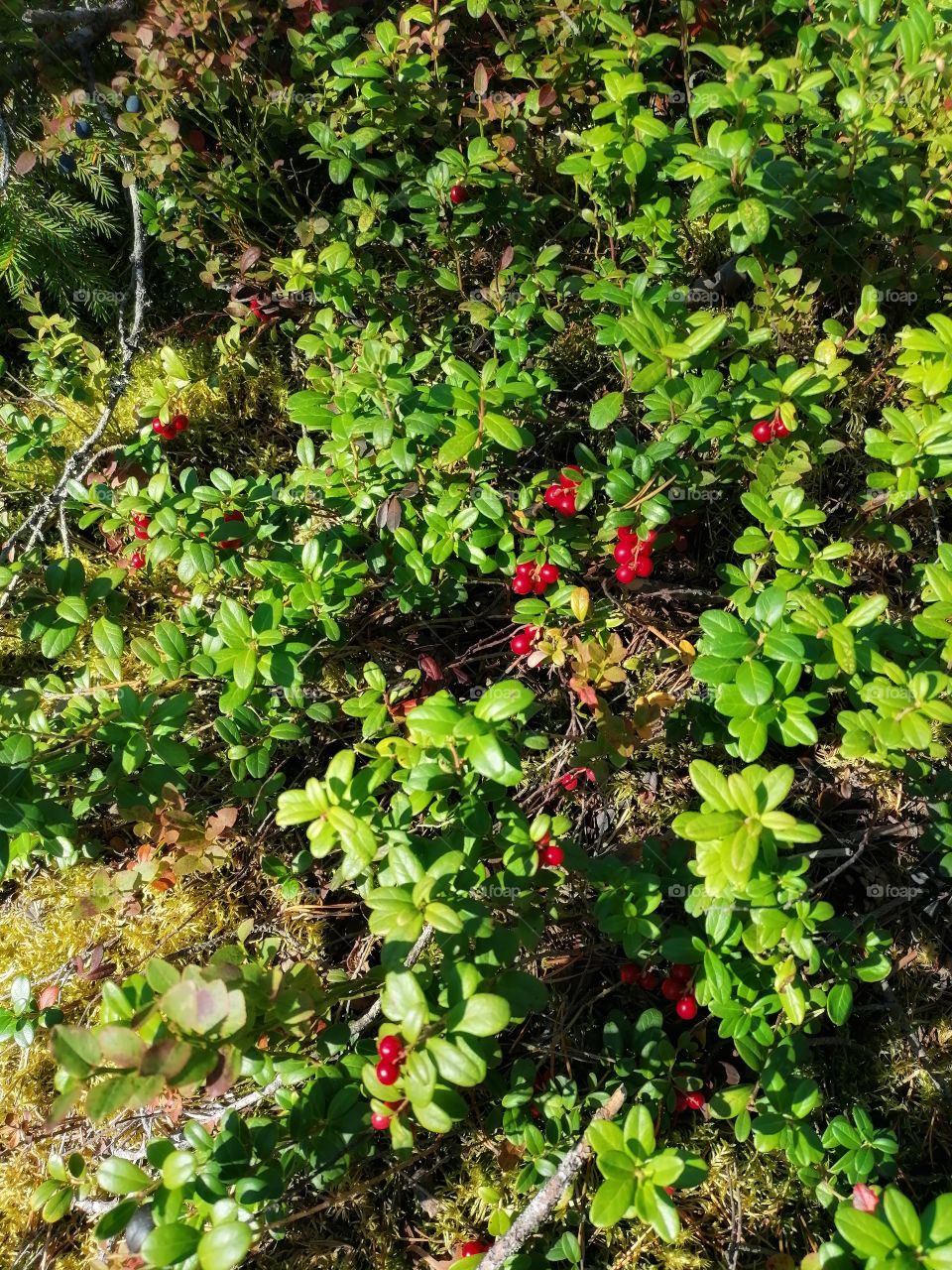 Fresh and ripe cowberries in the 
forest of Finnish Lapland.