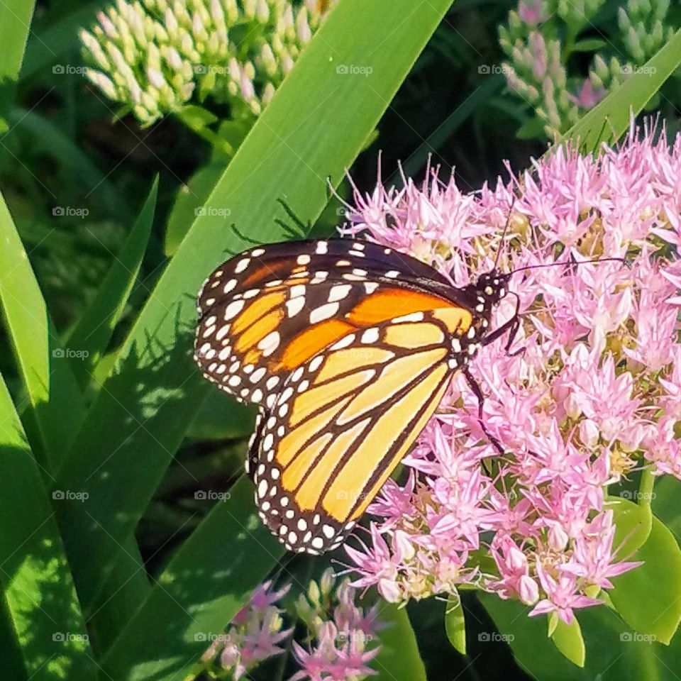 monarch Butterfly collecting pollen from a small pink plant