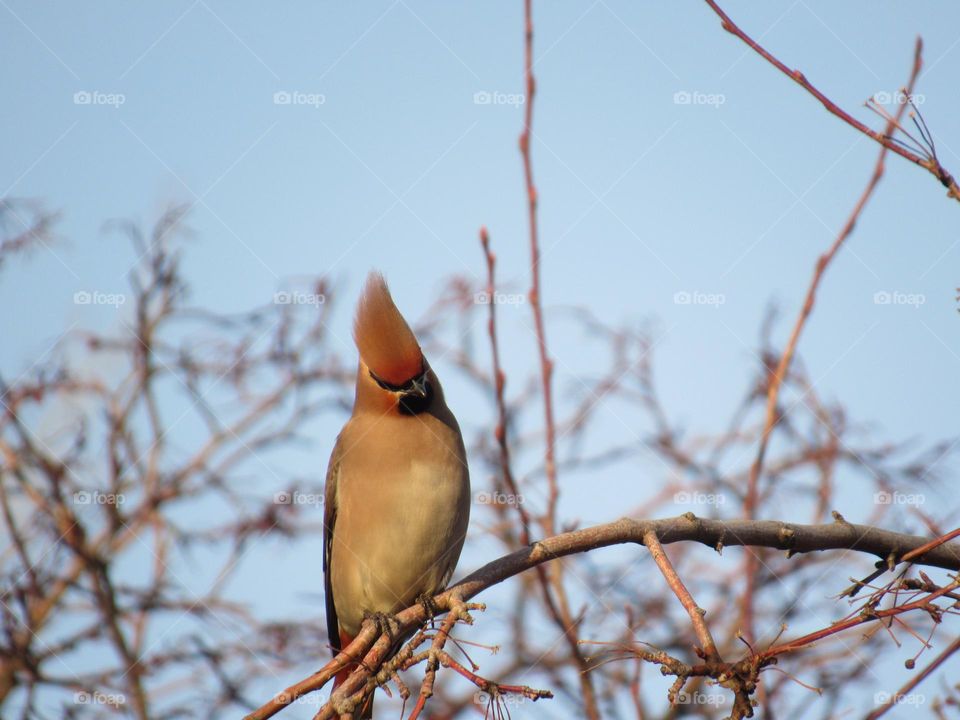 свиристель