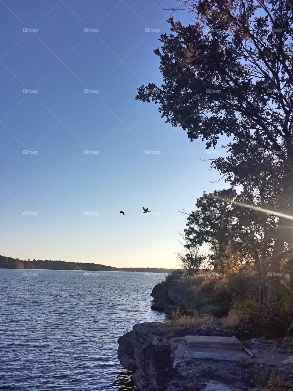 Canadian Geese Fly By