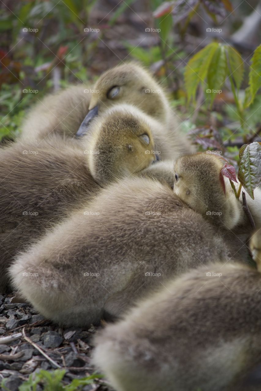 Baby goslings taking a nap