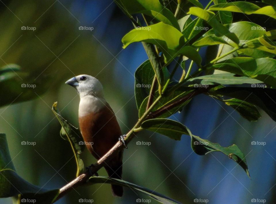 Pale headed munia. Separated by the group & perched to the long times at the branch of longan wood. Crazy group types munia as well known as time for harvest at the rice field .