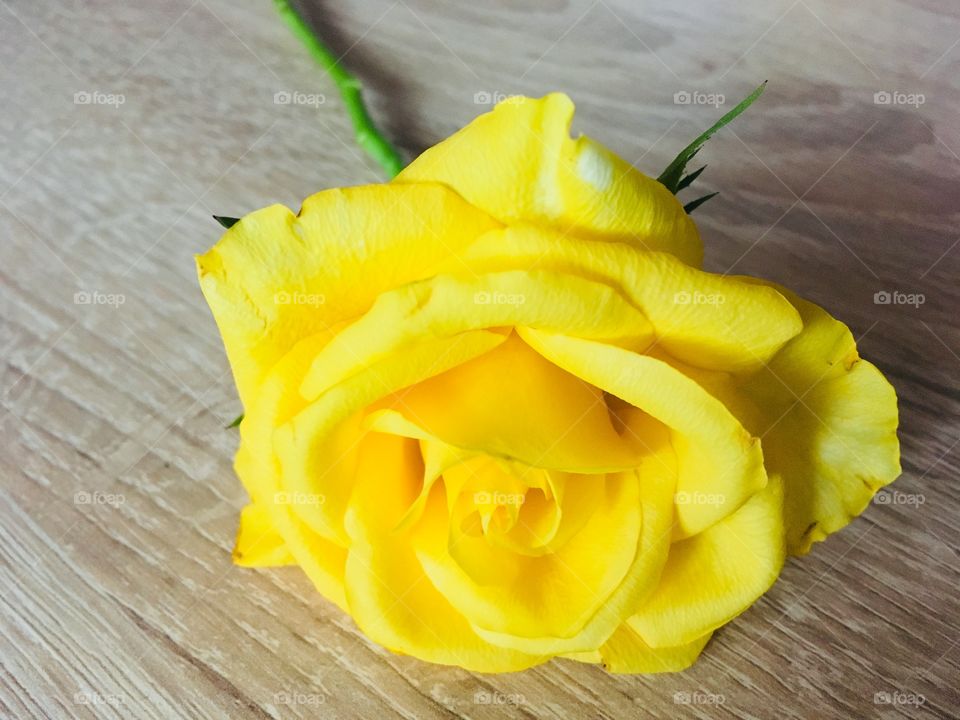 Yellow rose