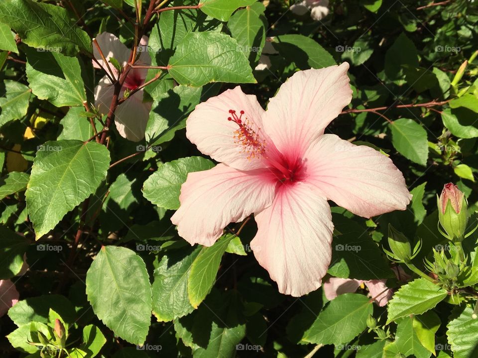 A Pink Hibiscus 