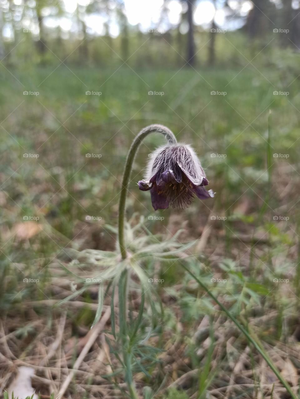 Enchanted Lens: Exploring the Magic Forest