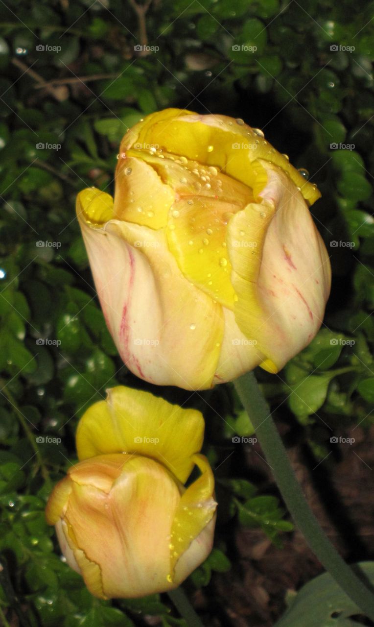 Yellow Tulip