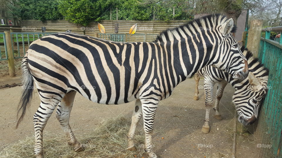 Beautiful black and white zebras always their to protect their family