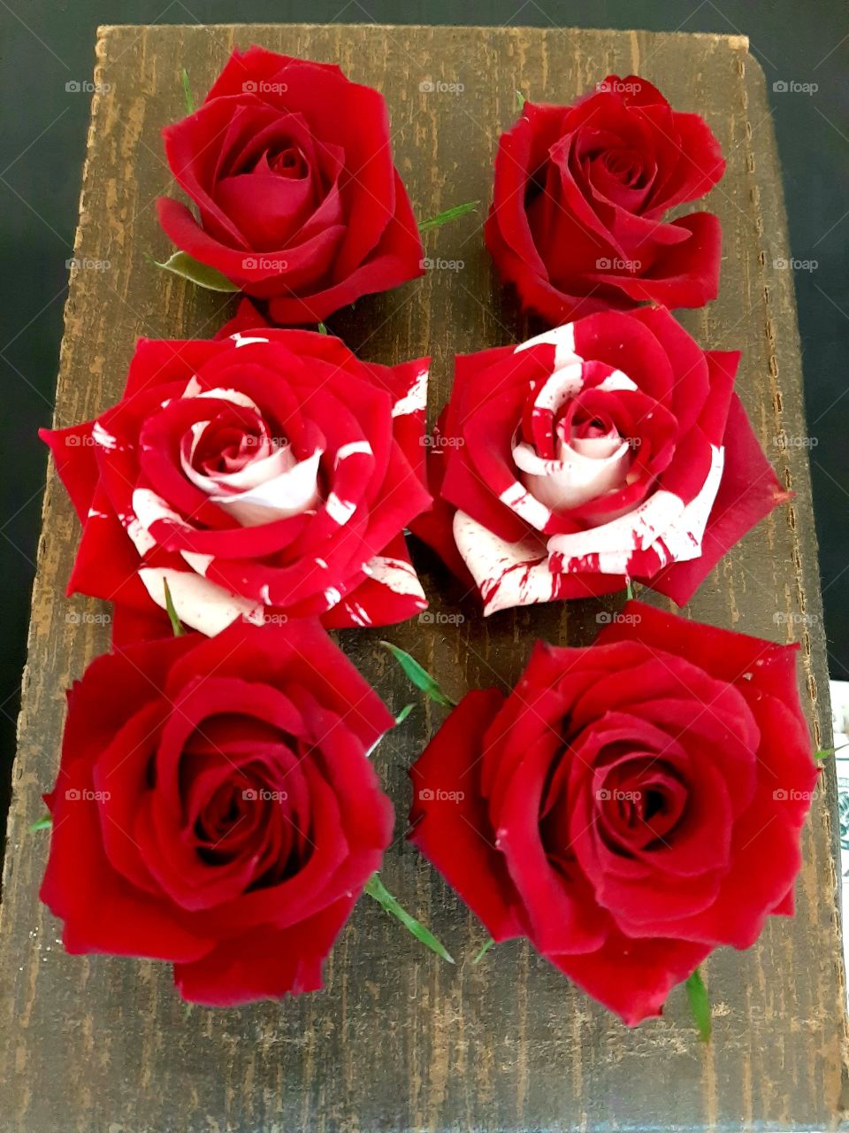 "Veterans honor " and "Neil diamond" hybrid tea roses